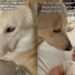 Dog Was Unsure About Baby Until He Realized It Wasn’t So Bad & Jealousy Turned Into Love