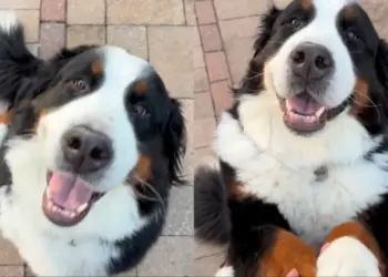 Dog Goes an Extra Mile When Human Asks for Paw & Does Something No One Saw Coming