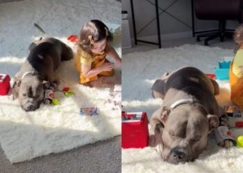 Mom Finds Dog & Toddler Being Suspiciously Quiet, Only to Chance Upon the Most Adorable Moment