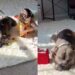 Mom Finds Dog & Toddler Being Suspiciously Quiet, Only to Chance Upon the Most Adorable Moment