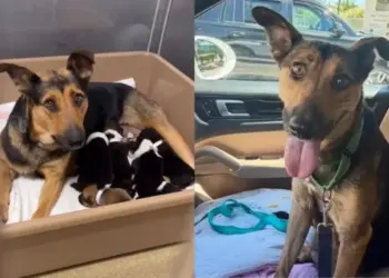 For This Mama Shelter Dog & Her Babies, Rescue Came at the Right Time So They Can Be a Family