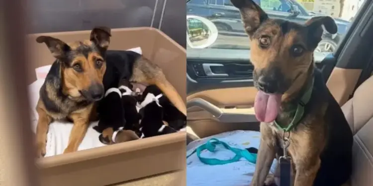 For This Mama Shelter Dog & Her Babies, Rescue Came at the Right Time So They Can Be a Family