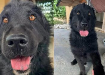 Rescue Dog Left Heartbroken by the Only Family He Loved, Finds Kindness From Strangers