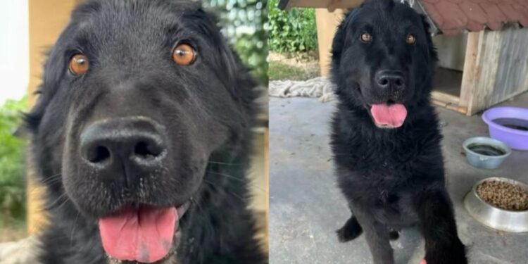Rescue Dog Left Heartbroken by the Only Family He Loved, Finds Kindness From Strangers