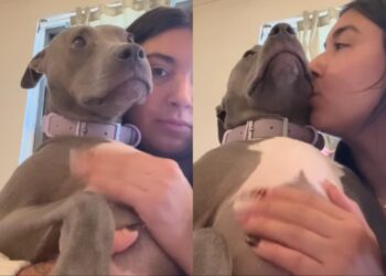 Rescue Dog Everyone Thinks Is ‘Dangerous’ Melts Into Human’s Arms, Scared of a Lawnmower