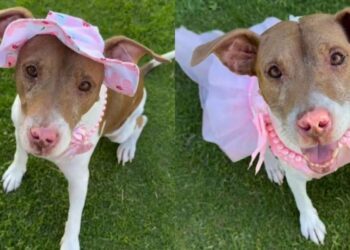A Year Later, Rescue Dog Still Smiles the Same Way She Did on Her First Day at the Shelter