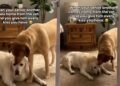 Senior Dog’s Vet Visit Ends With Unexpected Kisses From Someone Special When He Gets Home