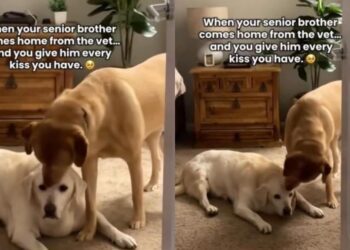 Senior Dog’s Vet Visit Ends With Unexpected Kisses From Someone Special When He Gets Home