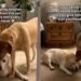 Senior Dog’s Vet Visit Ends With Unexpected Kisses From Someone Special When He Gets Home