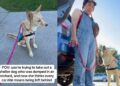 Human Takes Shelter Dog for a Car Ride, Unaware It Will Reveal a Painful Reminder of Her Past