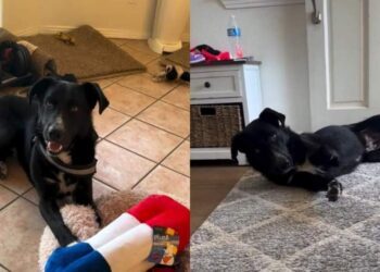 Shelter Dog No One Wanted Thinks It’s His Last Day, Until Somebody Cares Enough to Rescue Him