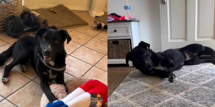 Shelter Dog No One Wanted Thinks It’s His Last Day, Until Somebody Cares Enough to Rescue Him