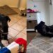 Shelter Dog No One Wanted Thinks It’s His Last Day, Until Somebody Cares Enough to Rescue Him
