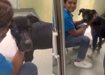 Shelter Dog Loses the Only Home He Ever Knew & Ends up Struggling in a Loud Kennel