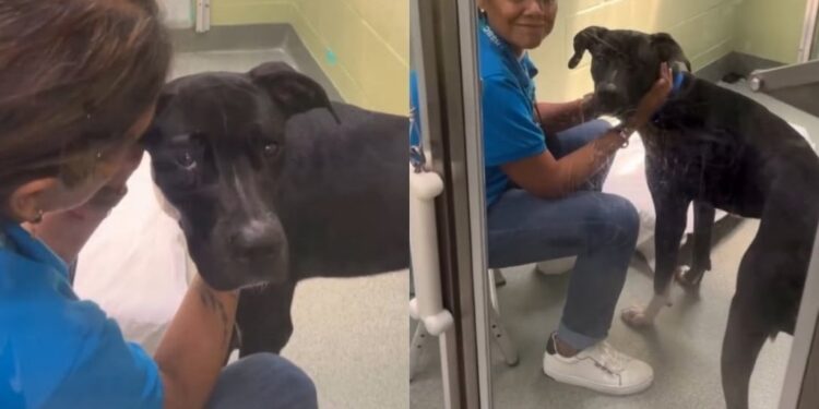 Shelter Dog Loses the Only Home He Ever Knew & Ends up Struggling in a Loud Kennel