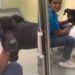 Shelter Dog Loses the Only Home He Ever Knew & Ends up Struggling in a Loud Kennel