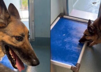 ‘Discarded’ Shelter Dog’s Reward for 8 Years of Loyalty Is a Lonely Kennel Life