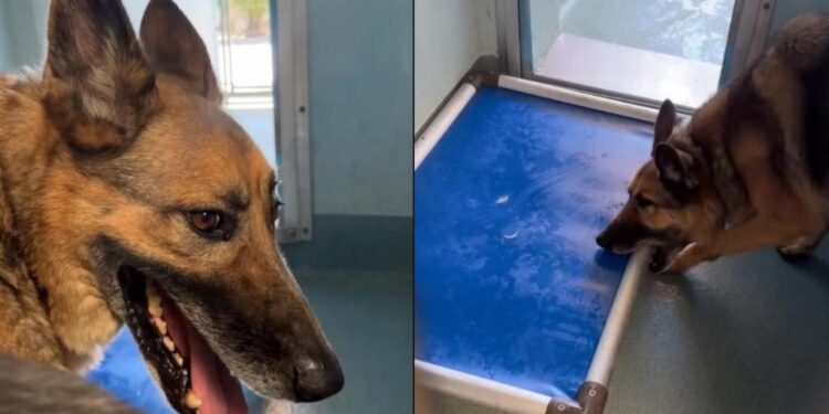 ‘Discarded’ Shelter Dog’s Reward for 8 Years of Loyalty Is a Lonely Kennel Life