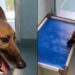 ‘Discarded’ Shelter Dog’s Reward for 8 Years of Loyalty Is a Lonely Kennel Life
