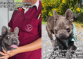 Abandoned Dog Arrives Terrified and Injured, Then Gets the Happiest Forever-Home Update