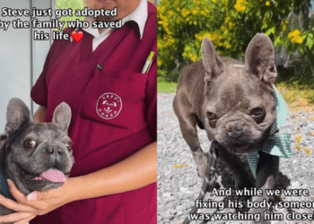 Abandoned Dog Arrives Terrified and Injured, Then Gets the Happiest Forever-Home Update