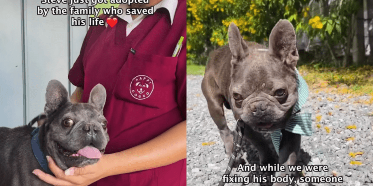 Abandoned Dog Arrives Terrified and Injured, Then Gets the Happiest Forever-Home Update