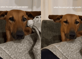 Dog Has Her ‘Airplane Ears’ Fully Extended & the Symmetry Is Everything