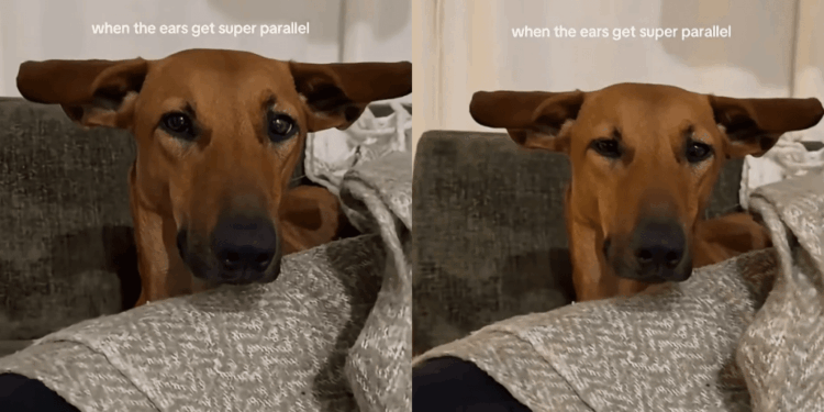 Dog Has Her ‘Airplane Ears’ Fully Extended & the Symmetry Is Everything