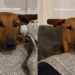 Dog Has Her ‘Airplane Ears’ Fully Extended & the Symmetry Is Everything