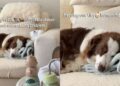 Dog Can Handle Herding Cattle, but One Tiny Human Has Him Exhausted
