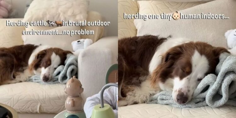 Dog Can Handle Herding Cattle, but One Tiny Human Has Him Exhausted