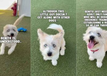 ‘Misunderstood’ Rescue Dog Learns To Play All Alone With a Ball, but Still Doesn’t Stop Loving