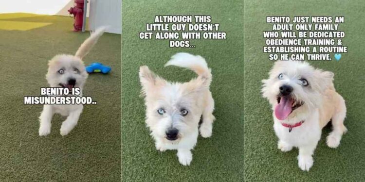 ‘Misunderstood’ Rescue Dog Learns To Play All Alone With a Ball, but Still Doesn’t Stop Loving