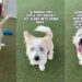 ‘Misunderstood’ Rescue Dog Learns To Play All Alone With a Ball, but Still Doesn’t Stop Loving