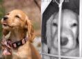 Puppy Is Supposed to Be Sleeping, but Her Camera Captures a Very Different Midnight Hobby
