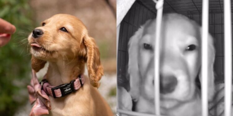 Puppy Is Supposed to Be Sleeping, but Her Camera Captures a Very Different Midnight Hobby