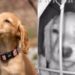 Puppy Is Supposed to Be Sleeping, but Her Camera Captures a Very Different Midnight Hobby
