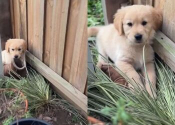 Golden Retriever Puppy Busted With a Shoe Tries His Best To Cover It Up