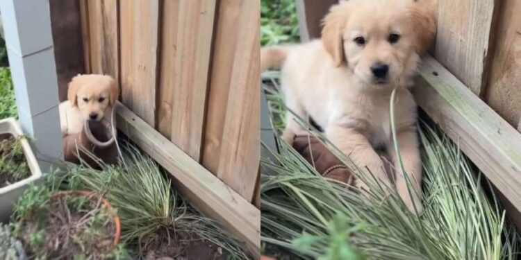 Golden Retriever Puppy Busted With a Shoe Tries His Best To Cover It Up