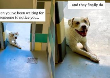 Shelter Dog Doesn’t Think Anyone Will Notice Him Until One Human Makes the Unthinkable Happen