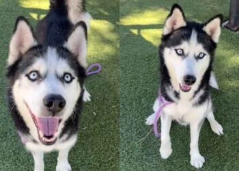 Shelter Dog Shows off His Treat-Catching Skills Hoping Someone Chooses Him