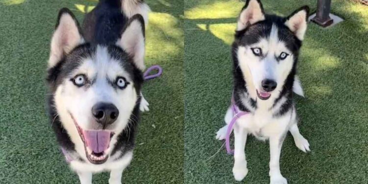 Shelter Dog Shows off His Treat-Catching Skills Hoping Someone Chooses Him