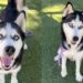 Shelter Dog Shows off His Treat-Catching Skills Hoping Someone Chooses Him