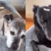 Household Dogs Get Officially Labelled After Kid Discovers the Label Maker