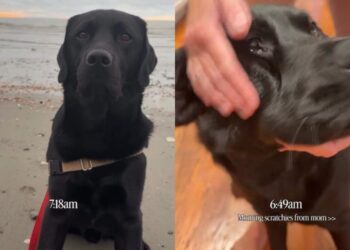 Dog’s Day Doesn’t Officially Start Until He Gets a Series of Massages
