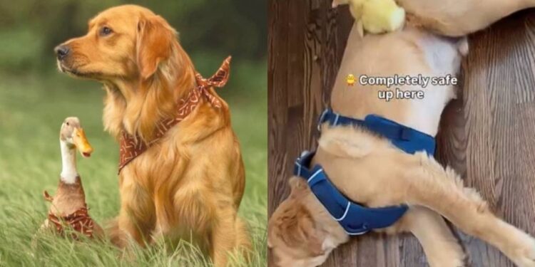 Golden Retriever Was Duck’s Favorite Perch as a Duckling & Nothing Has Changed