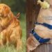 Golden Retriever Was Duck’s Favorite Perch as a Duckling & Nothing Has Changed