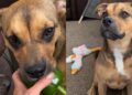Dog Keeps ‘Stealing’ Vegetables From the Garden, but She Always Gives Them Back