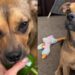 Dog Keeps ‘Stealing’ Vegetables From the Garden, but She Always Gives Them Back