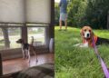 Rescue Beagle Teaches Foster Family an Unforgettable Lesson in Trust